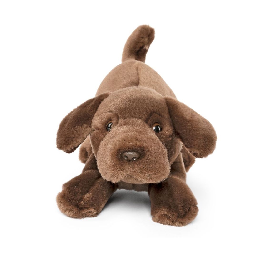 Chocolate Lab Playful Pup