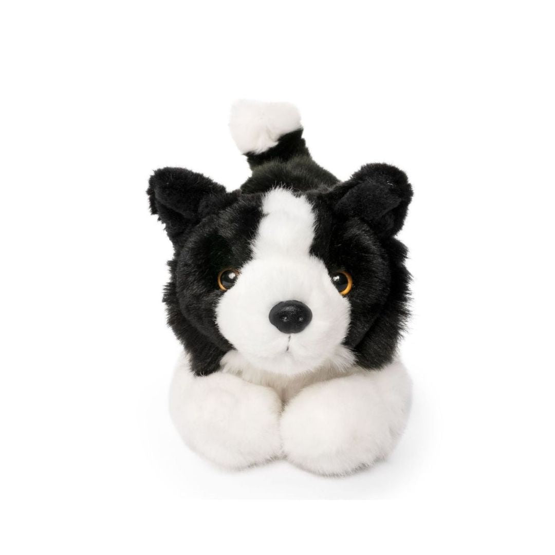 Border Collie Playful Pup