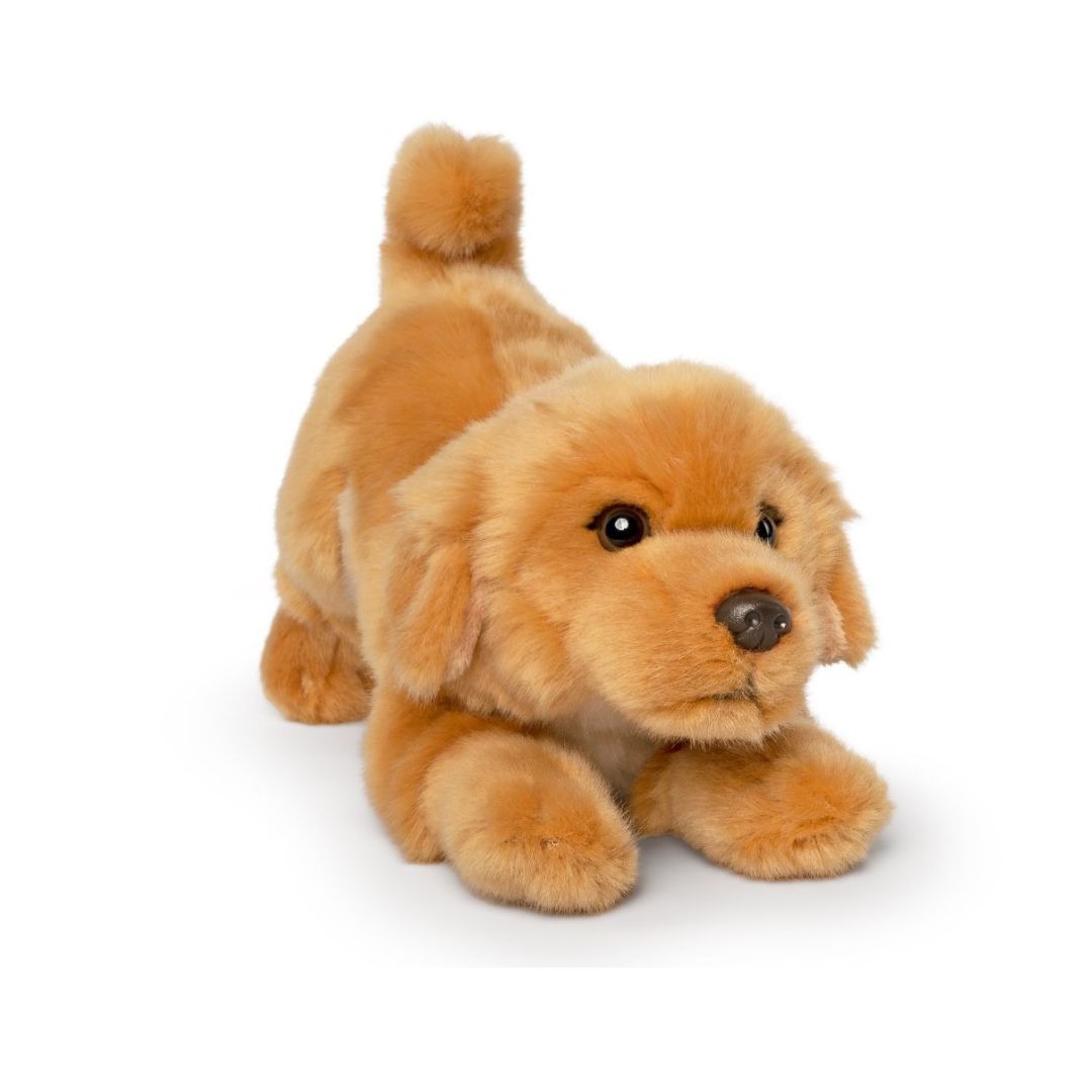Golden Retriever Playful Puppy